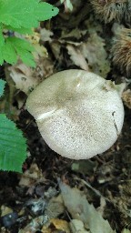 Megacollybia platyphylla