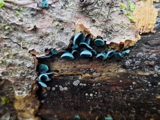 Chlorociboria aeruginascens