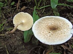 Lentinus tigrinus