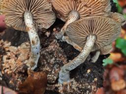 Agrocybe firma
