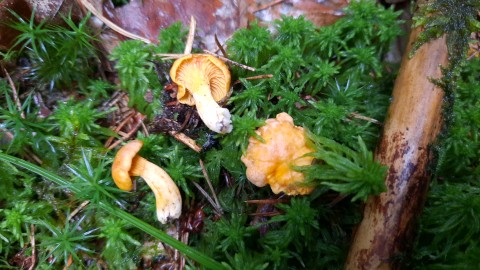 Cantharellus cibarius