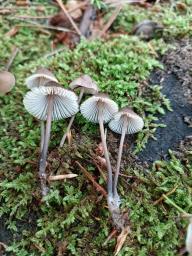 Mycena silvae-nigrae