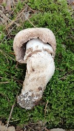 Agaricus augustus