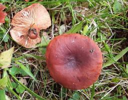 Lactarius badiosanguineus