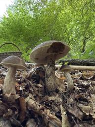 Leccinellum pseudoscabrum