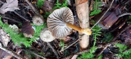 Craterellus tubaeformis