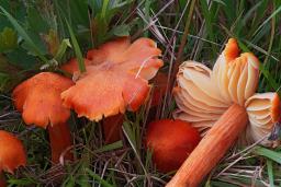 Hygrocybe intermedia
