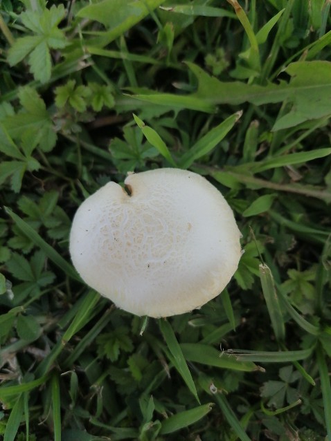 Cyclocybe cylindracea