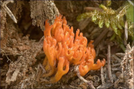 Calocera viscosa