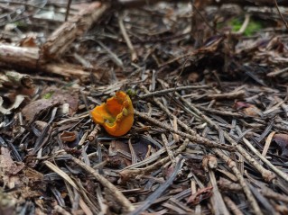 Caloscypha fulgens
