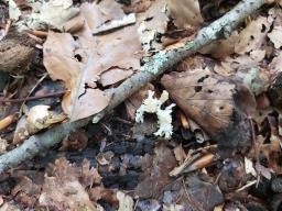 Clavulina coralloides