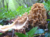 Morchella esculenta