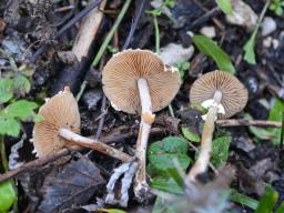 Conocybe vestita