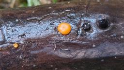 Miladina lecithina