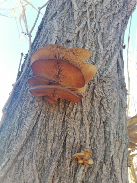 Pleurotus ostreatus