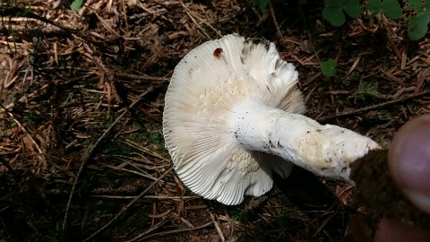 Russula virescens