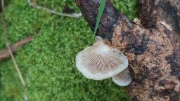 Crepidotus calolepis