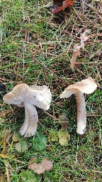 Tricholoma scalpturatum