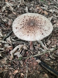 Macrolepiota fuliginosa