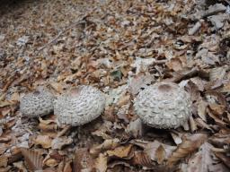 Chlorophyllum olivieri