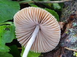 Psathyrella microrhiza