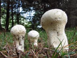 Lycoperdon excipuliforme