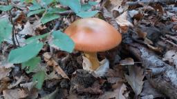 Amanita caesarea