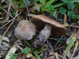 Cortinarius ionophyllus