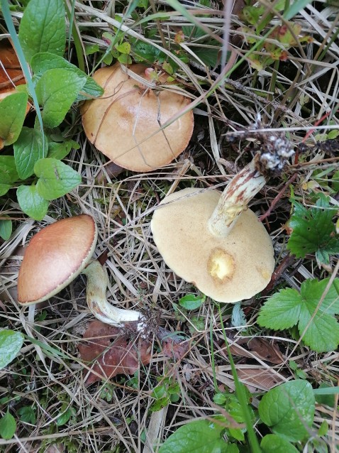Suillus luteus