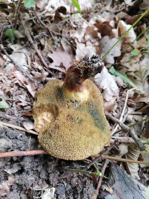 Xerocomellus chrysenteron