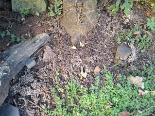 Coprinellus disseminatus