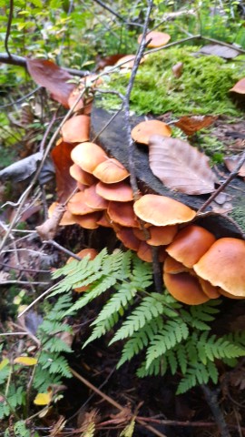 Gymnopilus penetrans