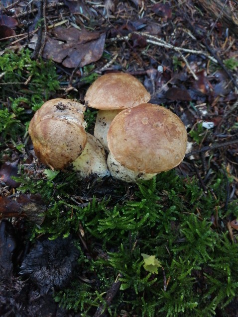 Butyriboletus appendiculatus