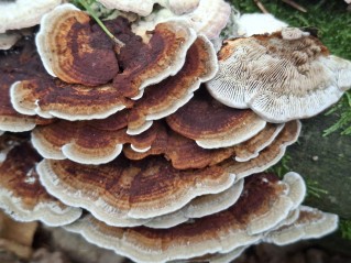 Daedaleopsis tricolor