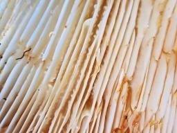 Lactifluus vellereus