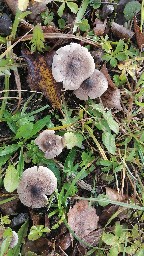 Tricholoma scalpturatum