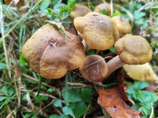 Armillaria gallica