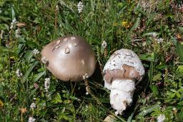 Amanita nivalis