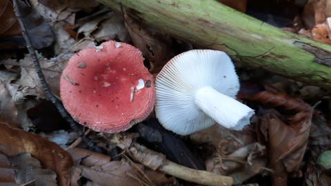 Russula emetica