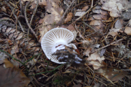 Hygrophorus agathosmus