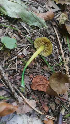 Entoloma incanum