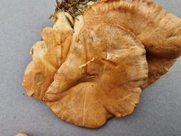 Infundibulicybe gibba