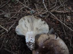 Russula acrifolia