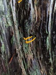 Calocera cornea