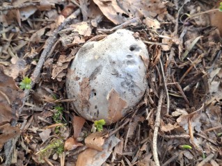 Hygrophorus marzuolus