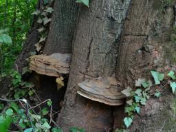 Ganoderma pfeifferi