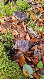 Ganoderma lucidum