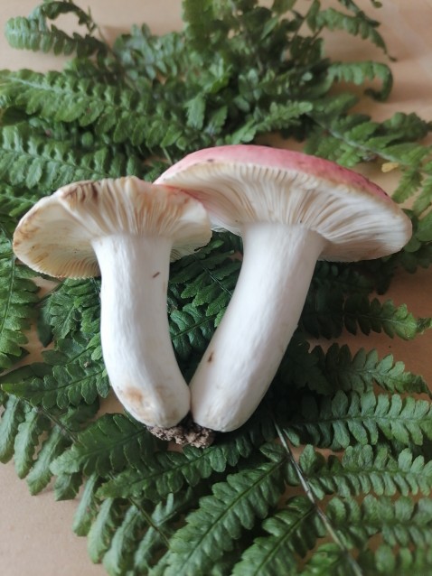 Russula emetica