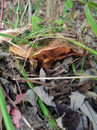 Paxillus rubicundulus