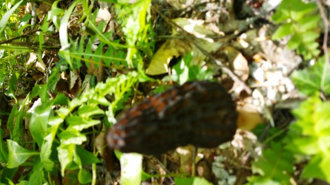 Morchella costata